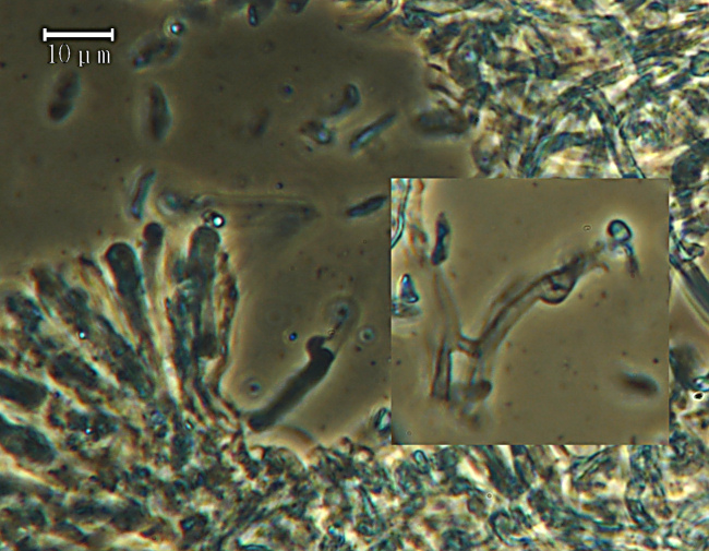 Polyporus arcularius - foto 6612